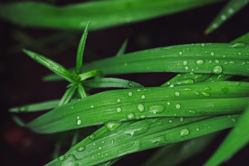 Beautiful vivid shiny green grass with dew drops close-up with copy space. Pure, pleasant, nice greenery with rain drops in sunlight in macro. Background from green textured plants in rain weather.