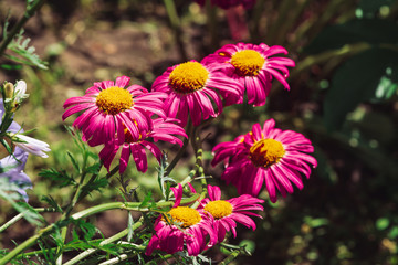 Group of amazing asters grow in contact. Bright pink petals and yellow pollen. Many vivid beautiful magenta flowers close-up. Colorful chaotically growing flowers with copy space. Juicy buds.