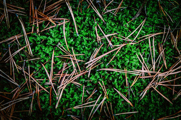 Green forest soil with moss and dry pine needles. Natural backdrop, close up, autumn park ground.
