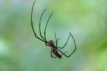 Giant spider in the wild Laos