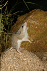 Naklejka na ściany i meble Southern Grasshopper Mouse, Onychomys torridus