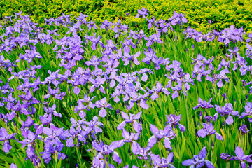 Obraz premium blue irises flowers