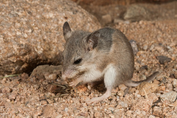 Naklejka na ściany i meble Southern Grasshopper Mouse taken in southern AZ in the wild