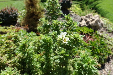 White flowers in the foliage of Dasiphora fruticosa in August