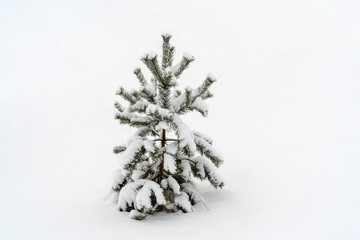 Small pine tree in a snow