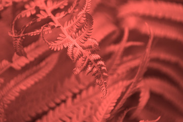 Beautiful bright dark coral fern leaves. Textured floral background.