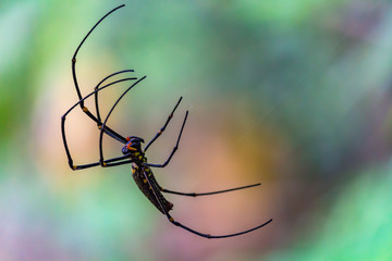 Giant spider in the wild Laos