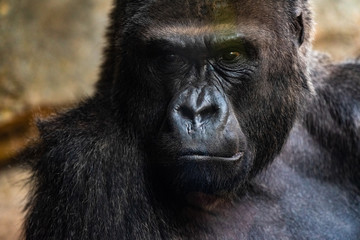 Western male gorilla sitting, Gorilla gorilla gorilla, in a zoo.