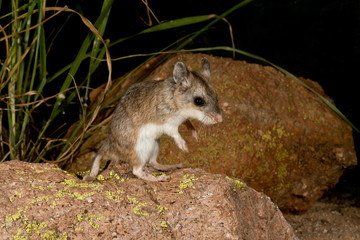 Northern Grasshopper Mouse Taken in AZ in the wild