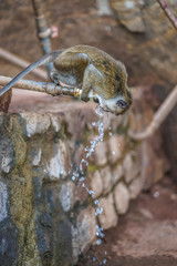 monkey drinking from a running water pipe