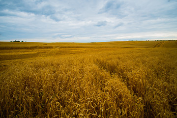field of yellow ripe ears of corn under the blue sky under white clouds.
