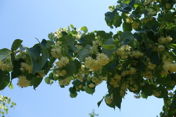Flowering branch of linden tree against blue sky
