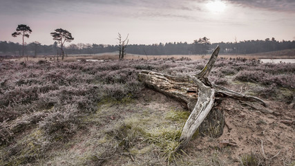 A fen with tree trunk in foreground on purple heather with some trees in the background under a light purple sky and a thin frozen layer on everything
