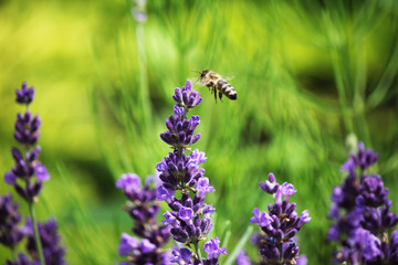 Bee lavender