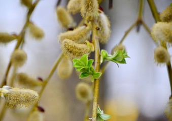 Fluffy willow catkin in the spring