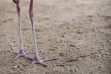 Fototapeta na wymiar Legs of waders, mycteria ibis, walking on the sand of a beach leaving footprints.