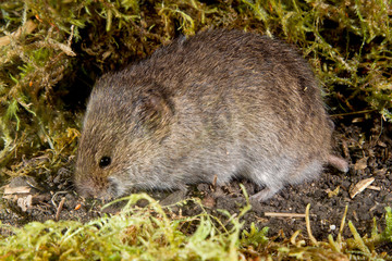 Southern Bog Lemming, taken at Animal Humane under controlled conditions