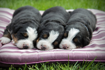 Bernese mountain dog puppies