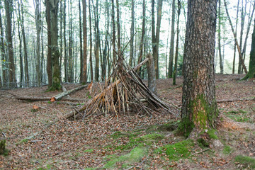 cabaña hecha de palos en mitad de un bosque