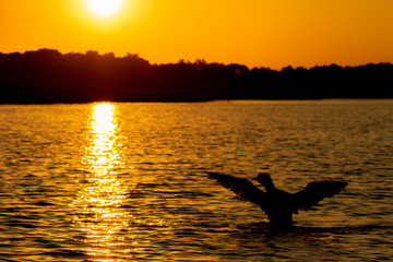 Common Loon adult flapping at sunset taken in central MN