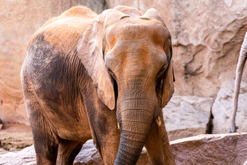 African elephant walking through a zoo and smiling.