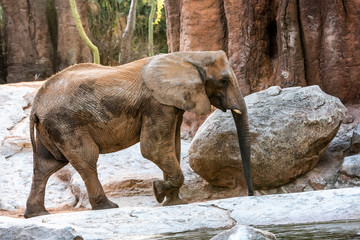 African elephant walking through a zoo and smiling.