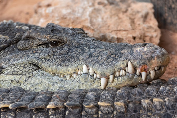 Nile crocodile staring at camera.Crocodylus niloticus.