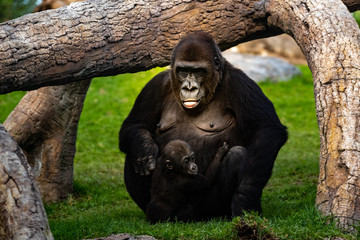 Female western gorilla taking care of a baby Gorilla gorilla gorilla.