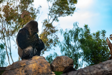 Male western gorilla sitting resting on top of a rock, Gorilla gorilla gorilla.