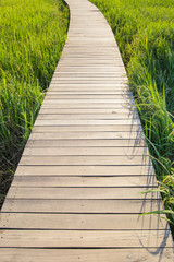 Wooden bridge walkway in middle of rice field in the morning.