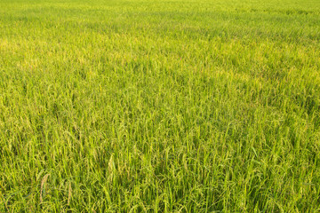Green rice field landscape background on countryside.