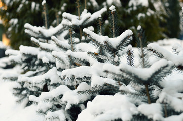 snow and fir trees on a winter Christmas frosty day after a snowfall, cold weather