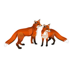 Obraz premium Two red foxes