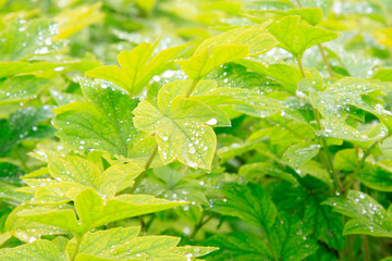 peony leaves in a garden