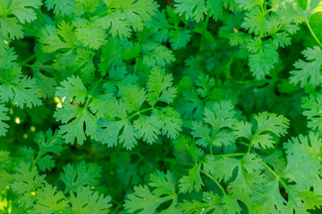 Coriander planted in the garden.