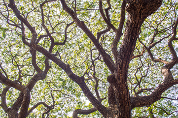 branches of tree in spring