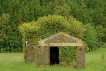 Rock farm shed in ruins being over grown by bushes, giving it the look of a weird haircut.  Capture in all in various shades of green, with nature taking over