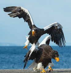 Eagles in fight. Two Steller's sea eagle in fight for prey.