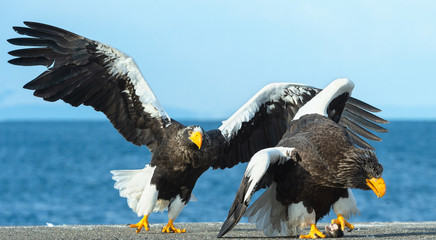 Eagles in fight. Two Steller's sea eagle in fight for prey.