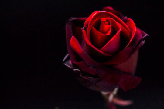 one blossoming bud of a contrasting red rose on a dark background