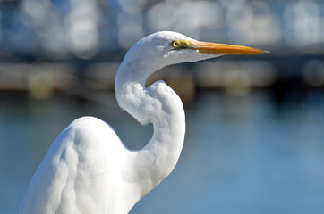 Closeup of great white egret head with 'S' shaped neck, bright yellow eyes, and glowing orange beak sunlit from front showing feather detail against blue grey background.
