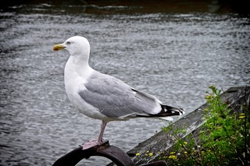 Möwe am Wasser