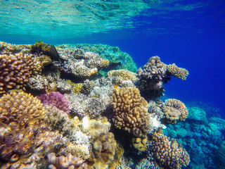Obraz na płótnie Canvas colorful corals and exotic fishes at the bottom of the red sea. beautiful natural summer background