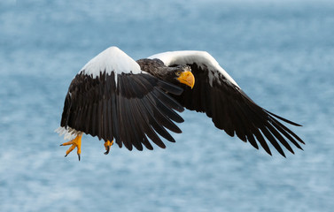 Adult Steller's sea eagle in flight.  Scientific name: Haliaeetus pelagicus. Blue  ocean background.