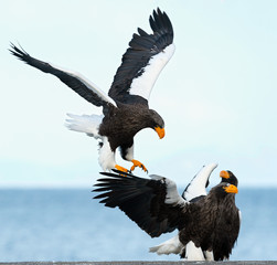 Adult Steller's sea eagle is landing.  Scientific name: Haliaeetus pelagicus. Blue sky and ocean background.