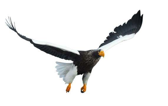 Adult Steller's sea eagle in flight. Front view.  Scientific name: Haliaeetus pelagicus. Isolated on white background.