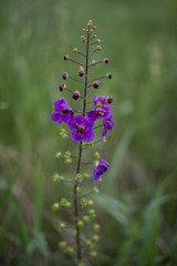 Chamaenerion angustifolium flower also known as fireweed , rosebay willowherb and great willowherb