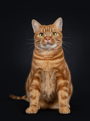 Adorable young adult red tabby American Shorthair cat, sitting straight up. Looking at lens with yellow / green eyes. Isolated on a black background.