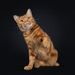 Adorable young adult red tabby American Shorthair cat, sitting /playing with one paw in the air. Looking up with yellow / green eyes. isolated on a black background.