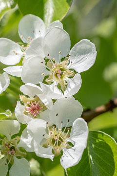 Pyrus communis in voller Bl&uuml;te